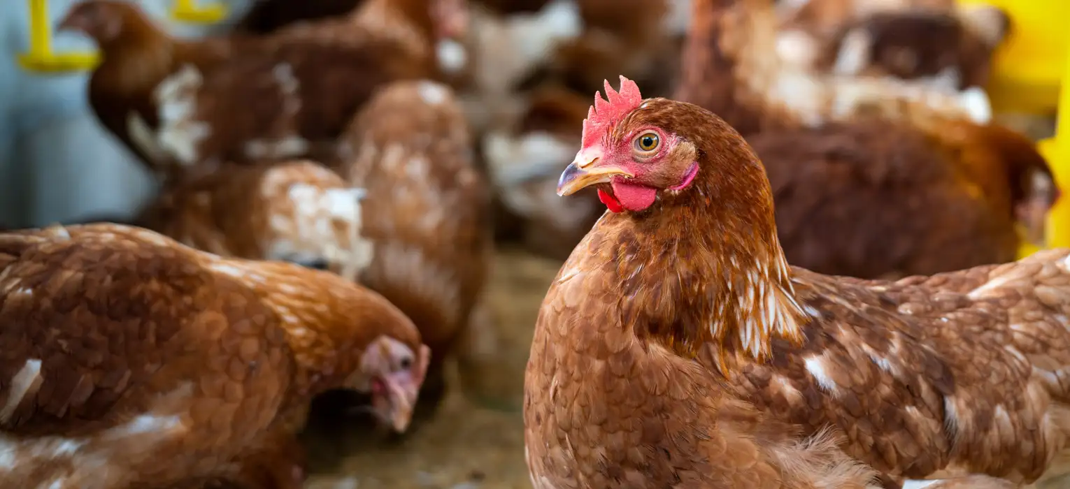biomerithealth POULTRY